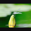 小荷才露尖尖角打一成语,生机盎然